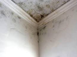 Best Mold Odor Removal Services  in Sioux City, IA